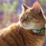 Picture of ROGZ Reflectocat Cat Collar Black Cat x 1