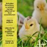 Picture of Copdock Mill Chick Micro Pellets 20kg