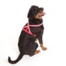 Picture of Company of Animals Comfy Harness XXL (Chest 84-120cm) Red