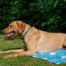Picture of Ancol Ice Paws Cooling MAT - Large Blue 90 x 60cm x 1