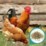 Picture of Copdock Mill Layers Pellets 5kg