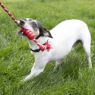 Picture of KONG Dental Kong + Rope Medium x 1