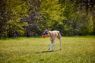 Picture of DOGGI Ball Medium x 1
