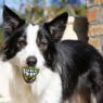 Picture of ROGZ Grinz Medium Ball Lime Green 2½" x 1