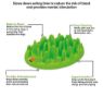 Picture of Company of Animals Green Interactive Feeder x 1