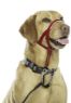 Picture of Halti Headcollar Red Size 2 x 1