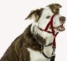 Picture of Halti Headcollar Red Size 3 x 1