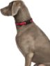 Picture of Halti Comfort Collar Large 45-60cm Red x 1