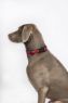 Picture of Halti Comfort Collar Medium 35-50cm Black x 1