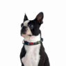 Picture of ROGZ Fancy Dress Collar Multi Bone Large 34-56cm x 1
