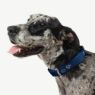 Picture of ROGZ Mint Dog Medium Adjustable Collar 10"-16" x 1