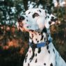 Picture of ROGZ Classic Collar Dayglo XS 16-22cmx 1