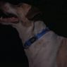 Picture of ROGZ Classic Collar Blue Small 20-31cm x 1