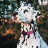 Picture of ROGZ Classic Collar Pink Small 20-31cm x 1