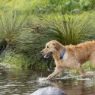 Picture of ROGZ Amphibian Classic Collar Blue Medium