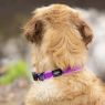 Picture of ROGZ Amphibian Classic Collar Purple Medium