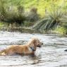 Picture of ROGZ Amphibian Classic Collar Dayglo XL