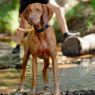 Picture of ROGZ AirTech Classic Collar Rock Red M