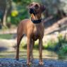 Picture of ROGZ Classic Padded Collar Large Black 30-42cm x 1
