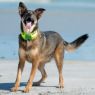 Picture of ROGZ Classic Padded Collar Large Dayglo 30-42cm x 1