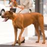 Picture of ROGZ Control Chain Collar Blue Extra Large 50-70cm x 1