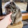 Picture of HiLife Cat Treats - Duck Breast 10g x 12