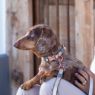Picture of ROGZ URBAN Classic Dog Lead Dove Grey Small 1.8m