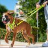 Picture of ROGZ Multi Lead Dayglo XL 1.8m x 1