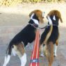 Picture of ROGZ Utility Double Split Lead Small Red x 1