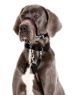 Picture of Halti Optifit Headcollar Black Large x 1