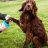 Picture of Henry Wag Pet Paw Cleaner x 1