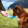Picture of Henry Wag Water Bottle with Leaf Bowl Blue x 1