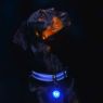 Picture of ROGZ Roglite Safety Light Lime Glow x 1