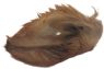 Picture of K9 Chew Co. Buffalo Ears with Hair x 20pk