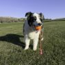 Picture of KONG Bunji High-Viz Ball Large x 1