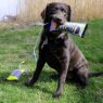 Picture of KONG Bunji High-Viz Bumper Medium x 1
