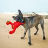 Picture of KONG Belly Flops Lobster x 1