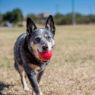 Picture of KONG Ball Red Large x 1