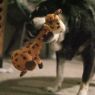Picture of KONG Shakers Bobz Giraffe Medium x 1