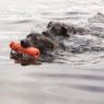 Picture of KONG Training Dummy Large x 1