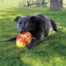 Picture of KONG Flexball Sport Football Medium x 1