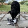 Picture of KONG Sherps Floofs Sheep Medium x 1