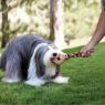 Picture of KONG Wubba Floppy Ears Small x 1