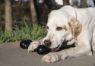 Picture of KONG Extreme Goodie Bone Medium (Black) x 1