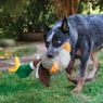 Picture of KONG Shakers Honkers Duck Large x 1