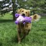 Picture of KONG Knots Belly Hippo Medium/Large x 1