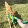 Picture of KONG Knots Frog Large/XL x 1