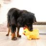 Picture of KONG Layerz Forage Hen Medium x 1