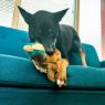 Picture of KONG Wild Low Stuff Pheasant Medium x 1