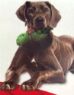Picture of KONG Maxx Turtle Medium x 1